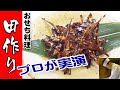 [おせち]田作り(ごまめ)の作り方【teriyaki small dried sardines】