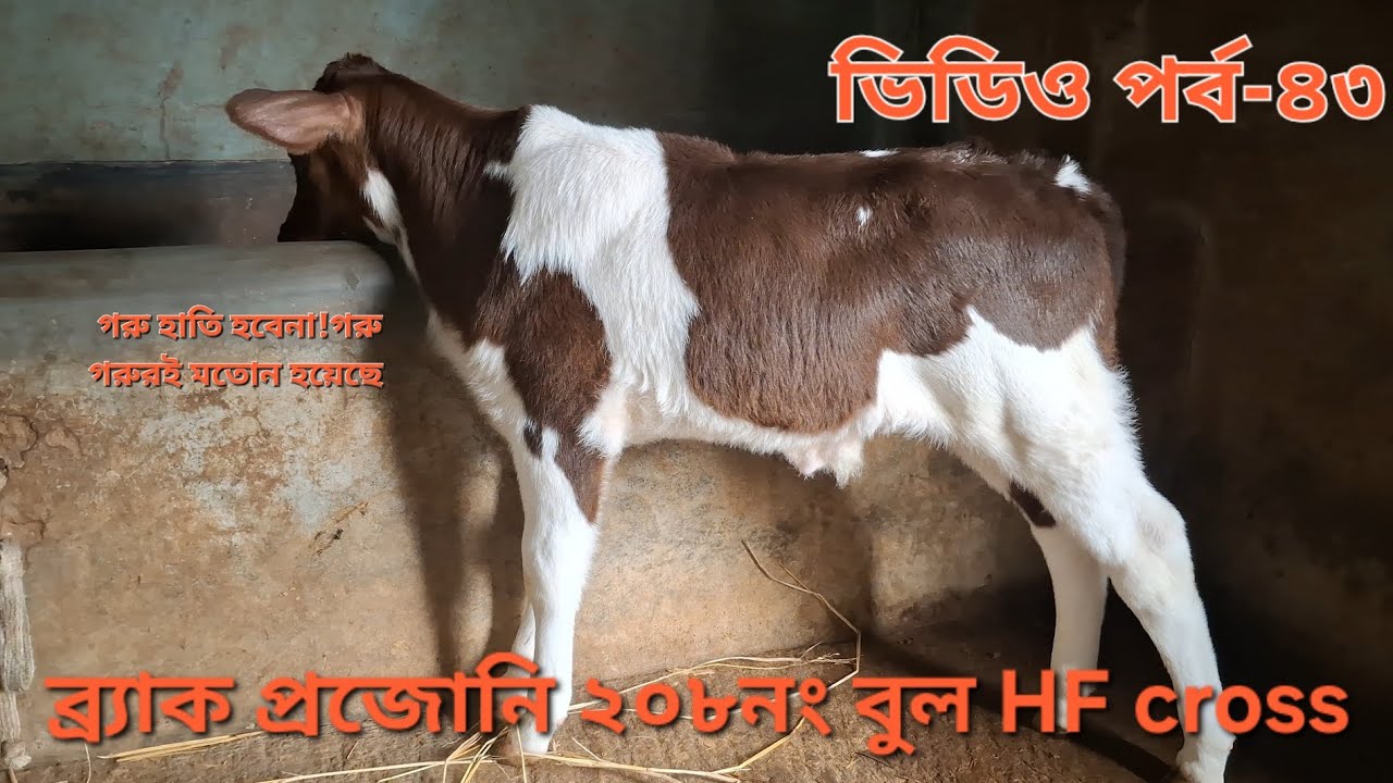 এ-ই বাচ্চাটির গেটাপ দেখুন।ব্র্যাকের ২০৮ বুল Hf cross #cow #viral #animals #farmmanagement #bracHf