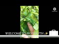 Thigmotropism In Mimosa Pudica | Bio Youth ✨