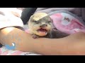 Cleft Lip Baby Otter Went to Hospital for 1 Month Checkup