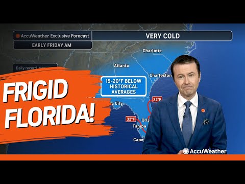 Iguanas May Drop From Trees as Abnormal Cold Arrives in Florida