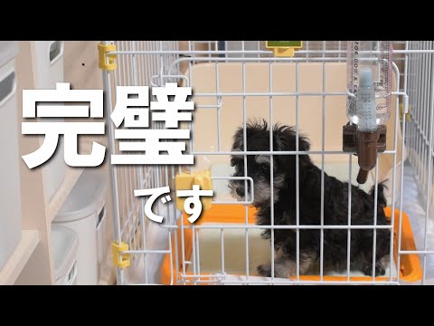 どこでしても成功ほぼ100％トイレ！子犬シュナウザーのトイレ奮闘記♪【ミニチュアシュナウザー子犬】