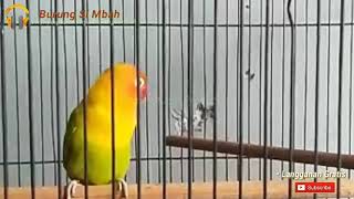 Dijamin Langsung Gacor  Suara Lovebird  Ngetik ngekek Panjang Satu Nafas