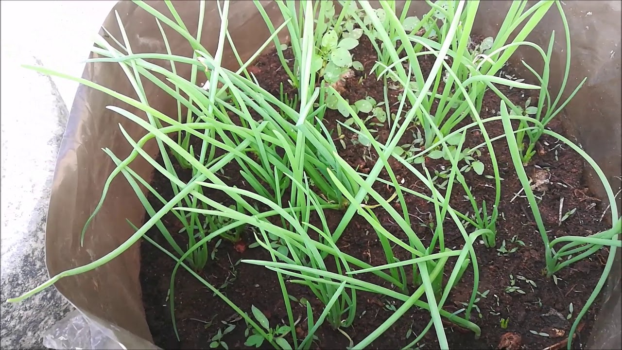 (வெங்காயத்தாள்)how to grow Spring onion 