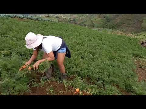 Video: Mga Pinggan Ng Carrot