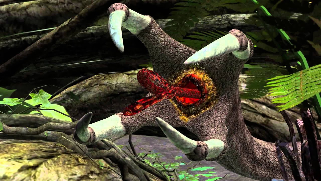 Tetradactylus - YouTube