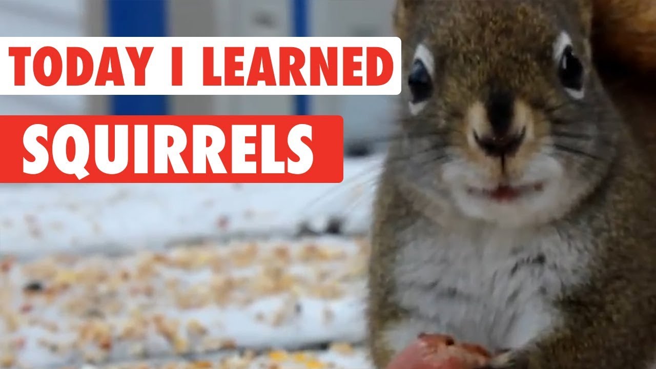 Today I Learned Squirrels YouTube