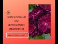 Пеларгония.Секрет успеха  при укоренении и выращивания черенка.