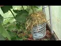 Быстрый способ размножения винограда - Воздушная отводка