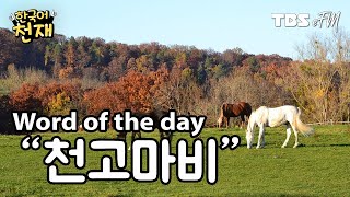 Sky high🐴 "천고마비" | Word of the day
