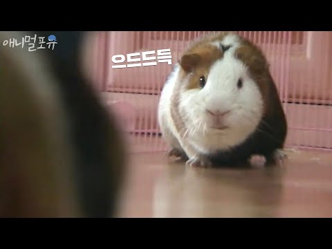 the master of fighting, guinea pig