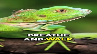 Can Lizards Breath and Run at Same Time?