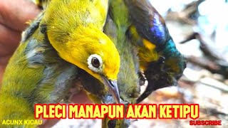 Mikat Pleci Yang Susah Turun Disiang Hari