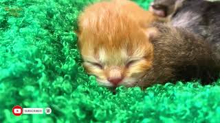 One Week Old Kittens Hiss, Meow Loudly and Purr by Meowgical family 374 views 2 weeks ago 1 minute, 42 seconds