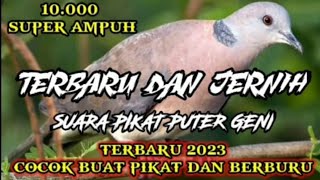 SUARA PIKAT PUTER GENI || PIKAT PUTER GENI || SUARA PUTER GENI || PUTER LUMUT  || AMPUH BUAT BERBURU