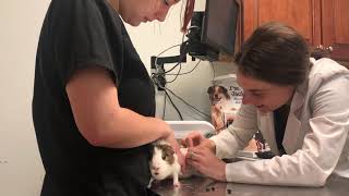 Guinea pig makes loud noise during the doctor visit