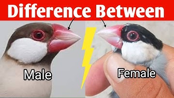 How to identify  Male and Female in Java Sparrow | Difference between Male and Female | Java Finch.