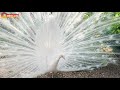 Новый голос Тайгана - павлины в шоке! 😂 Taigan’s new voice - the peacocks are in shock!