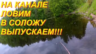 На канале ловим  в Соложу выпускаем!!!