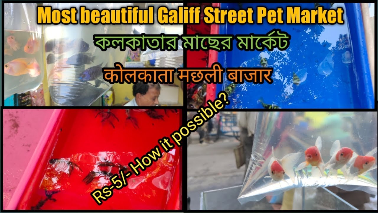 Galiff Street Fish Market Fish Market Kolkata Fish Market Cheapest Visit 01 Jan 2023