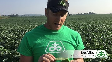 Soybeans and Water Stress
