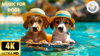 4K - 8 Hours Anti Anxiety Music For Dogs 🐶 Stress Relief Music For Dogs ♬ Calming Music For Dogs