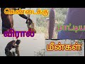 சின்ன மீன் போட்டு பெரிய விரால் மீன் பிடிக்கலாம் வாங்க