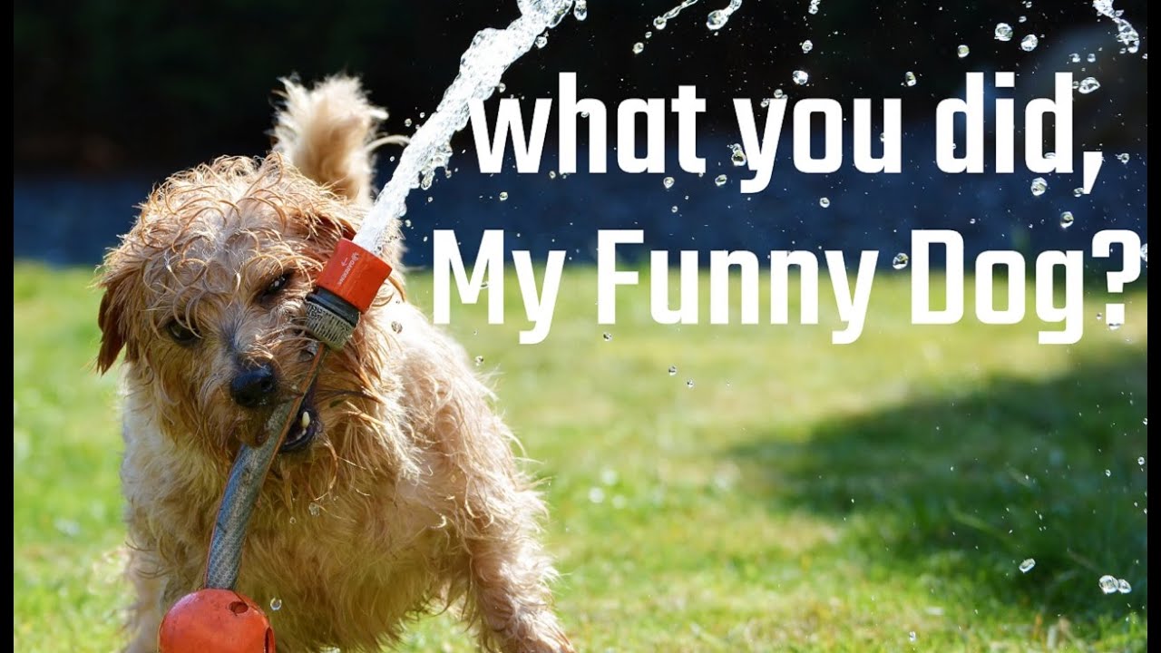 You Won't Believe What This Dog Did Next Funny Dog Video YouTube