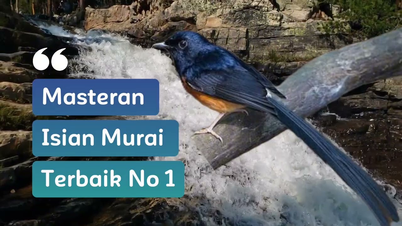 Masteran Murai Terbaik ✅ Full Tembakan 💯 #masteranmuraibatu #masteranburung #masteranmuraifullisian 