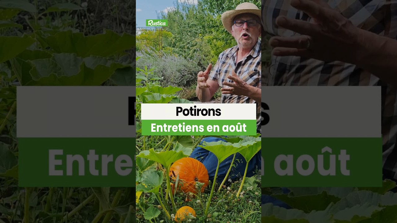 De beaux potirons en automne, ça se travaille en août !