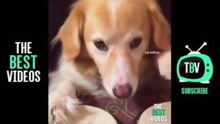 New Best Yup Anthony 3 Vine Compilation Of May 2016 Best Hilarious Vines Must Watc