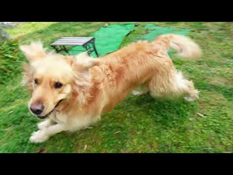 2026/3/29 ゴールデン・レトリバー！