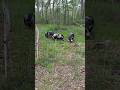 Pastured pigs taste the best
