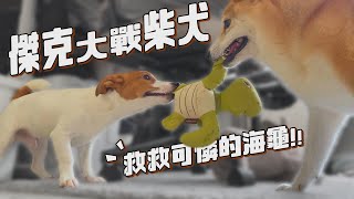 【Jack Russell Terrier柴犬錢錢&傑克羅素BonBon】救救可憐的海龜!! 最終誰能贏的這場比賽呢?!凹嗚Drama日常