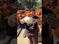 Pumpkins in Cleveland Ohio
