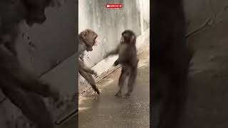 Punch fights back playfully. He will challenge any monkey. #punch #monkey Punch fights back playfully. He will challenge any monkey. #punch #monkey