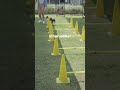 cat and Fox running Competition 🤣 #viralvideo#shortsfeed #shorts #shortvideo #trending#cat#funny