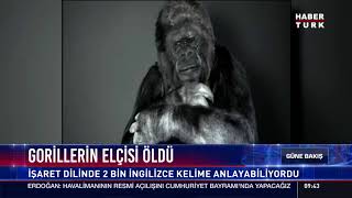 Gorillerin elçisi öldü