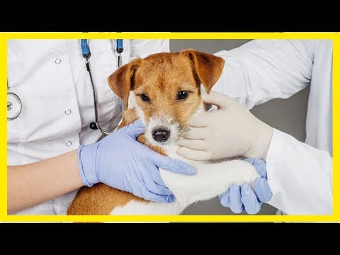 Abszess beim Hund: Wie behandeln, wann zum Tierarzt? - YouTube