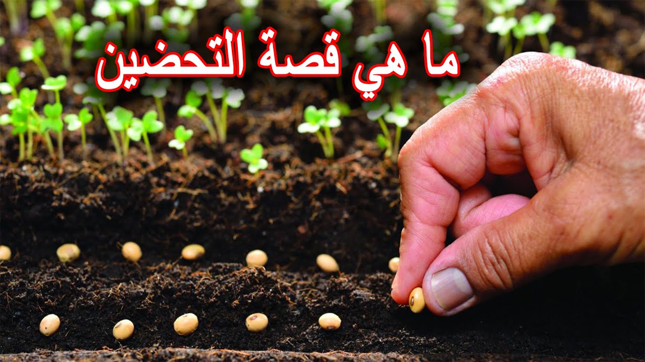 سر تحضين أصحاب المشاتل للبذور