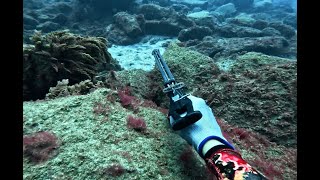 Spearfishing salmonete