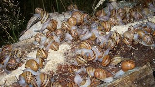 élevage d'escargots, un business extrêmement juteux en Afrique