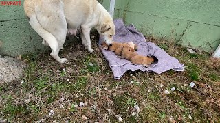 We Moved Puppies from the Cemetery to Their New Homes | We Made a Heat Insulated Room