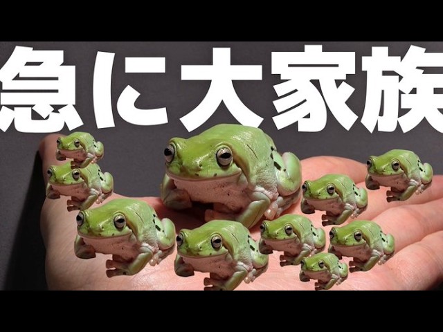 カエル飼育】野生個体(WC)の色について - YouTube