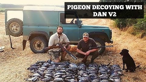PIGEON DECOYING WITH DAN V2
