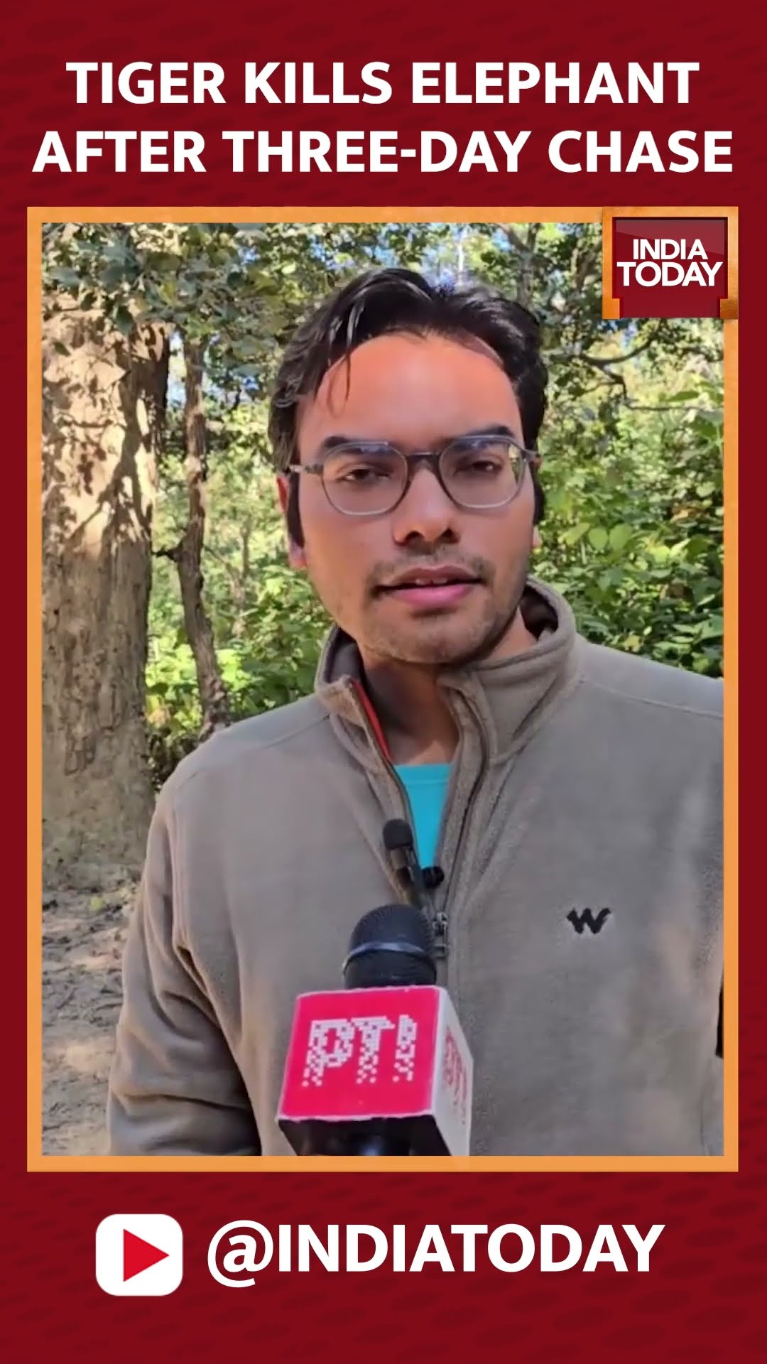 Tiger Kills Adult Elephant After Three Days Of Chase In Jim Corbett National Park #shorts