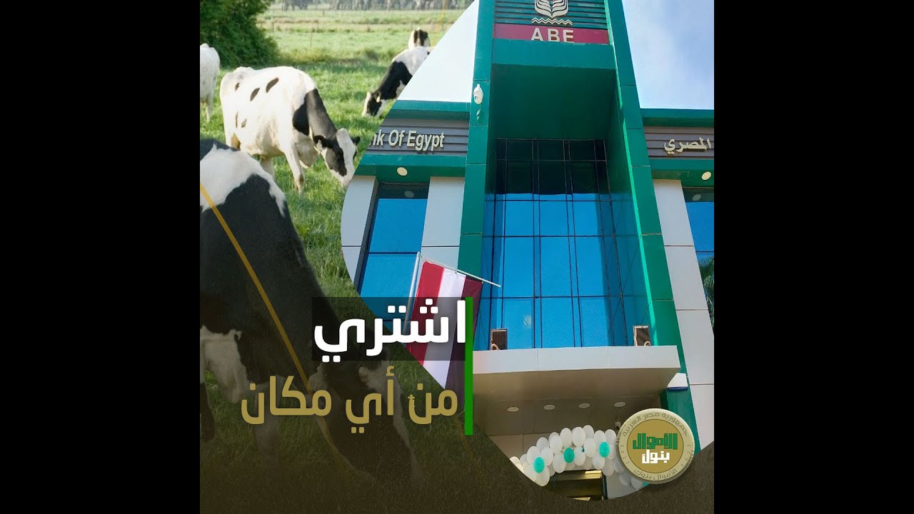 لأول مرة بفائدة 5 %.. إزاي تاخد 10 مليون جنيه من البنك الزراعي لو عاوز تربي أبقار مستوردة!