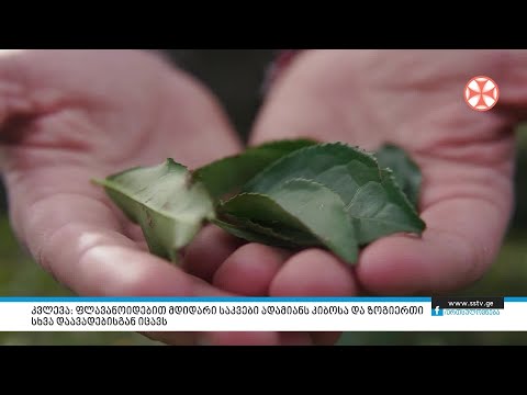 კვლევა: ფლავანოიდებით მდიდარი საკვები ადამიანს კიბოსა და ზოგიერთი სხვა დაავადებისგან იცავს