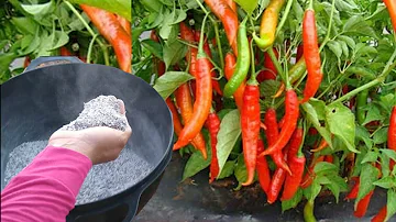 Como fazer adubo para Pimenta?