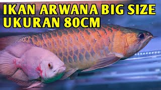 IKAN ARWANA BIG SIZE 80CM